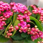 长寿花