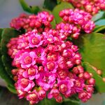 长寿花