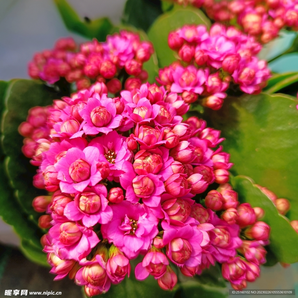 长寿花