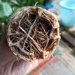  白掌根