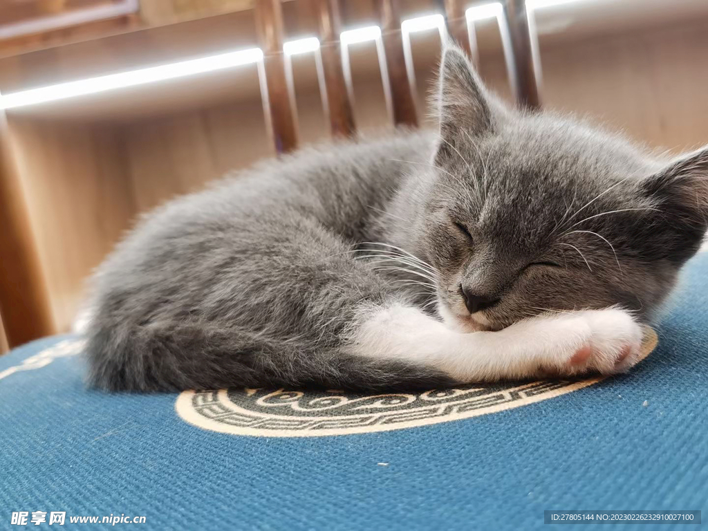小猫咪
