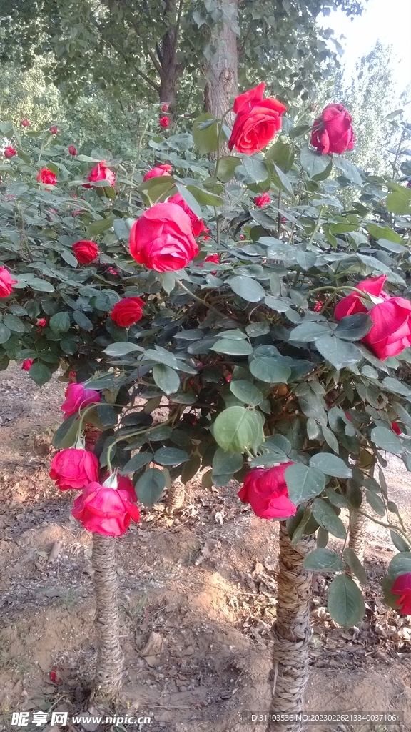 月季花