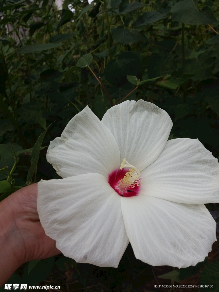 花