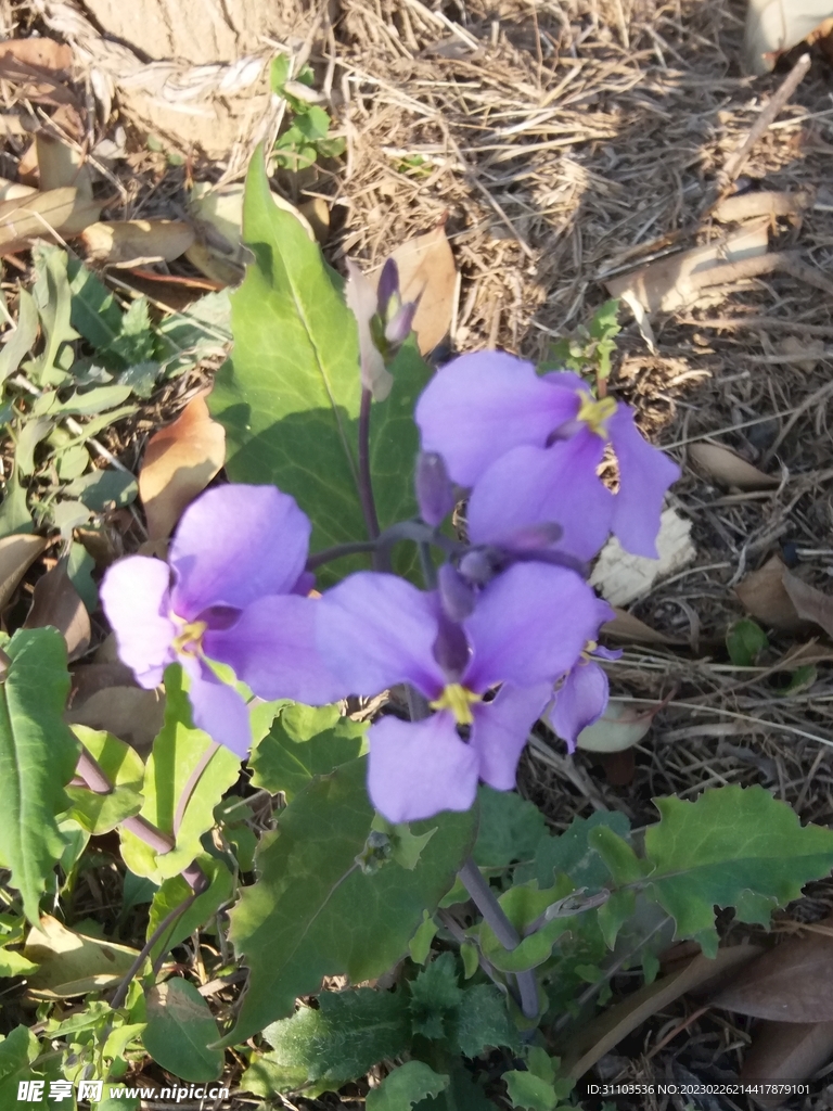 花