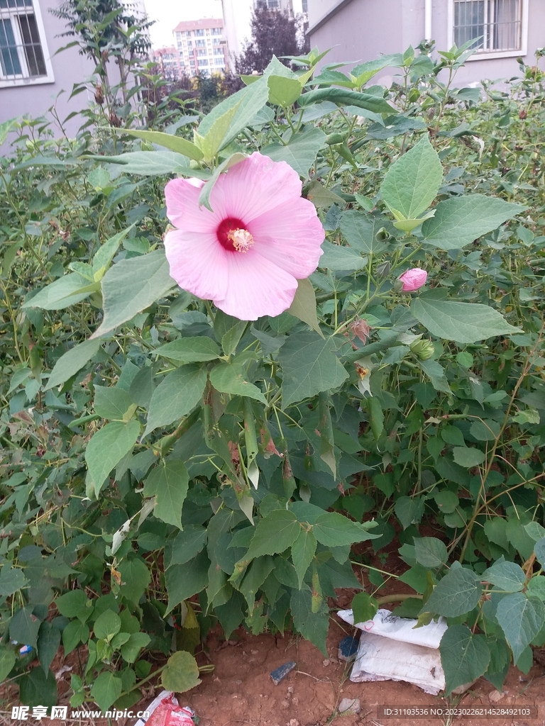 花
