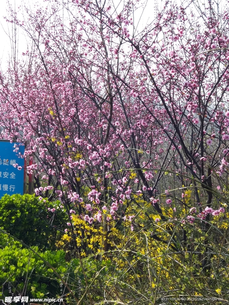 花