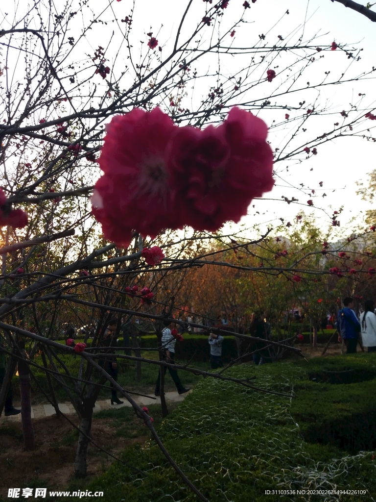 花