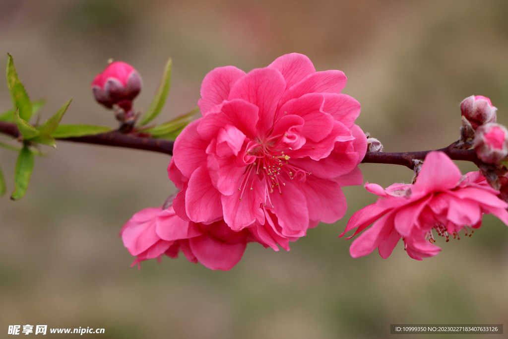 桃花