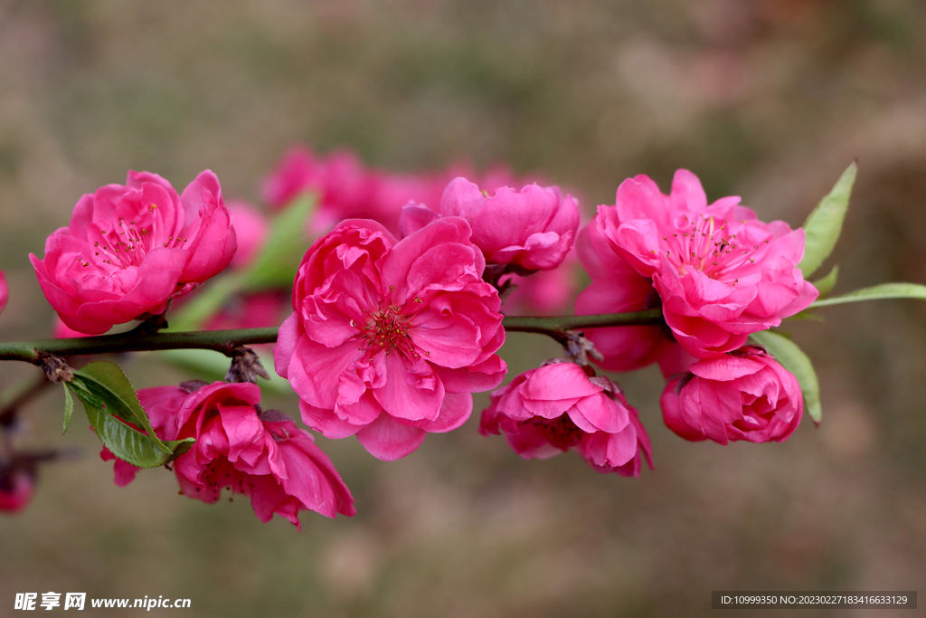 桃花