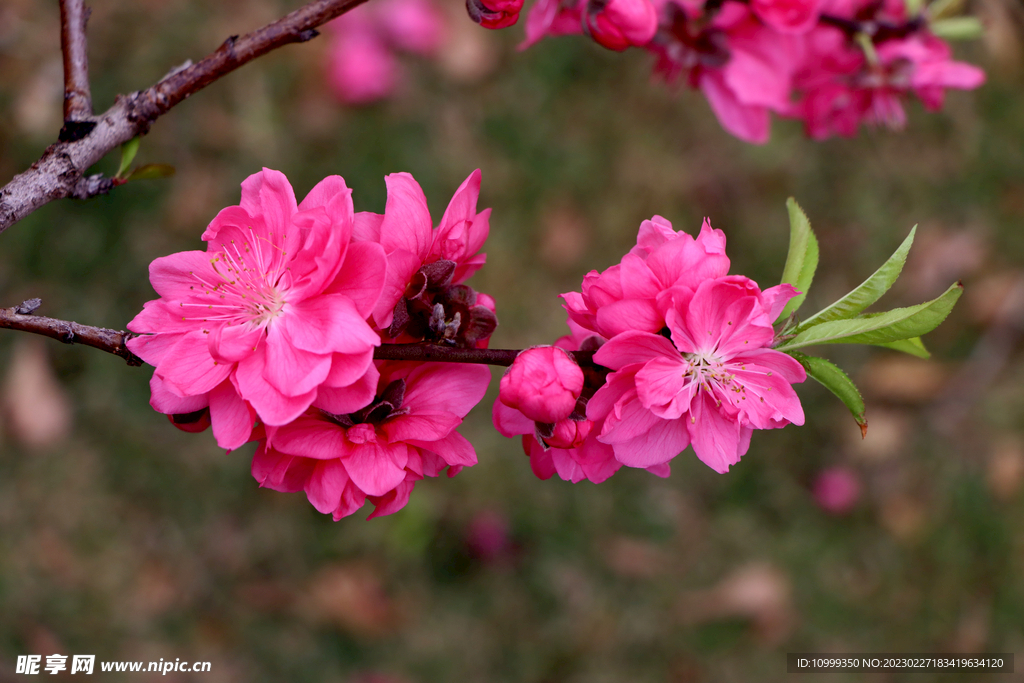 桃花
