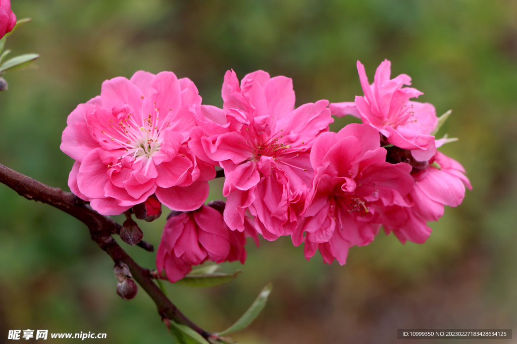 桃花