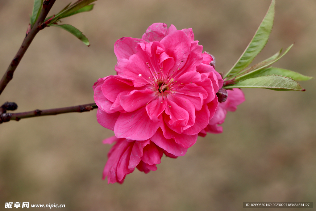 桃花