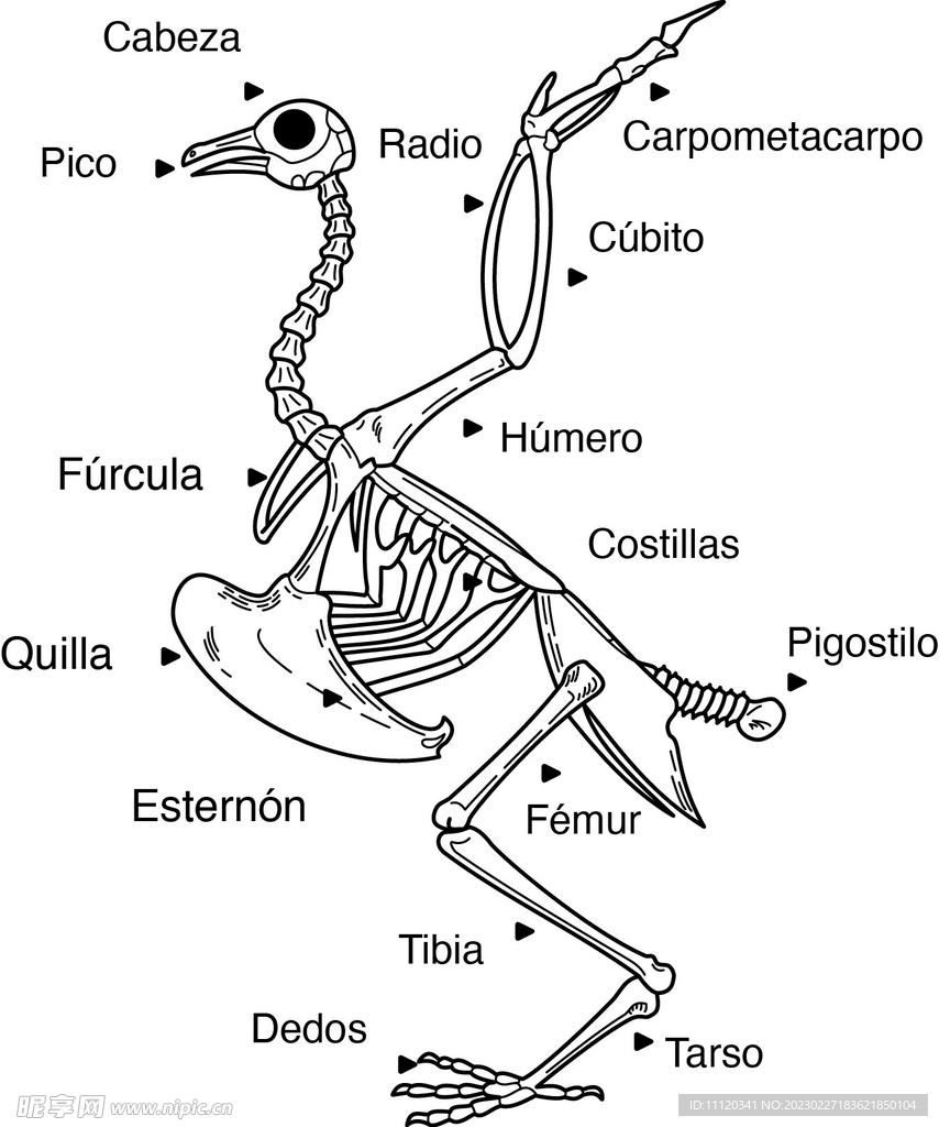 鸟骨架矢量素材
