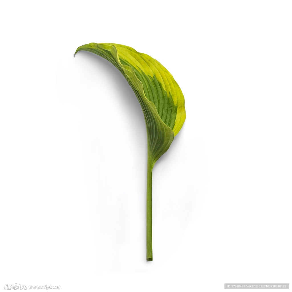 小草