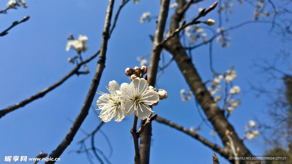 樱花