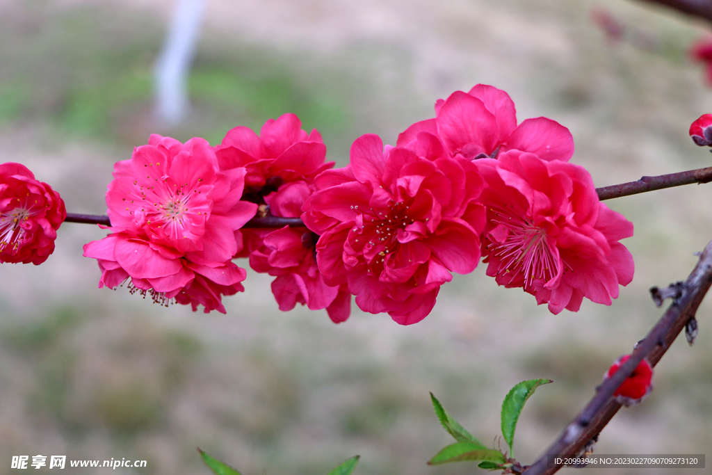 桃花