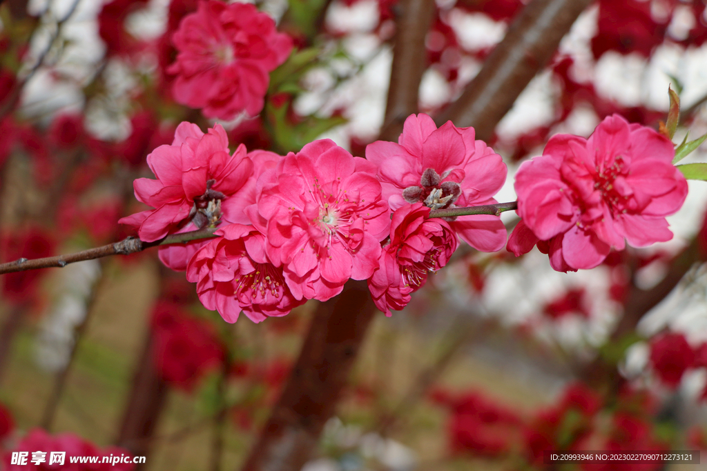 桃花
