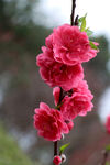 桃花盛开