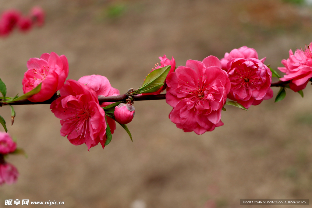 桃花