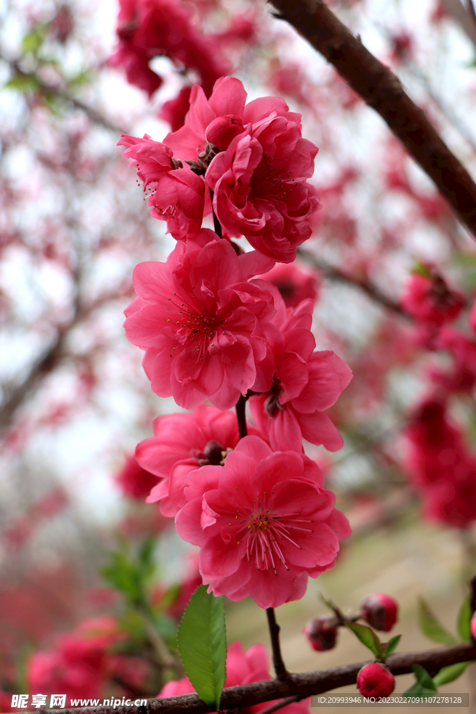 桃花盛开