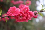 桃花盛开