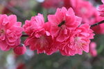桃花盛开