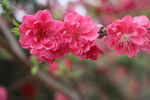 桃花盛开