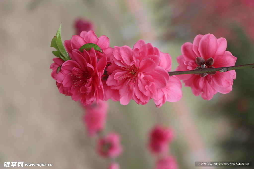桃花