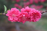 桃花盛开