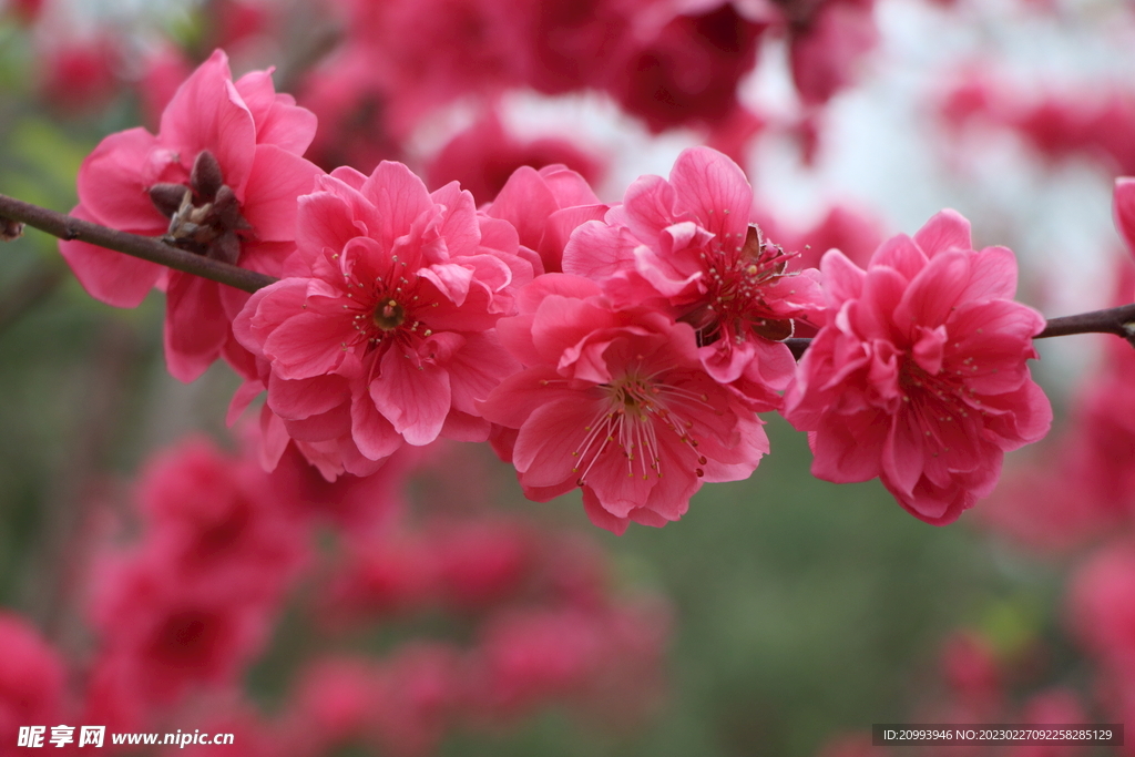 桃花