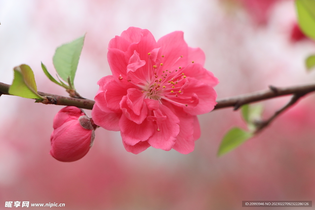 桃花