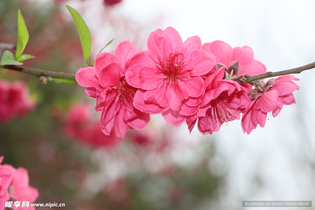 桃花