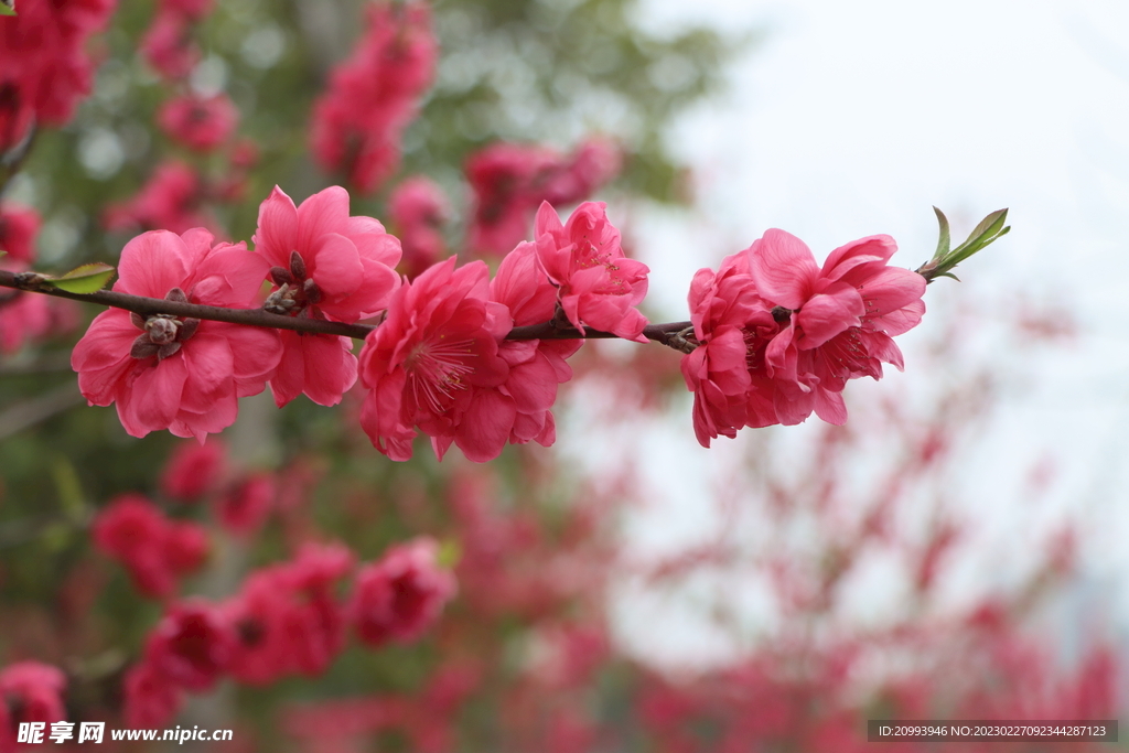 桃花