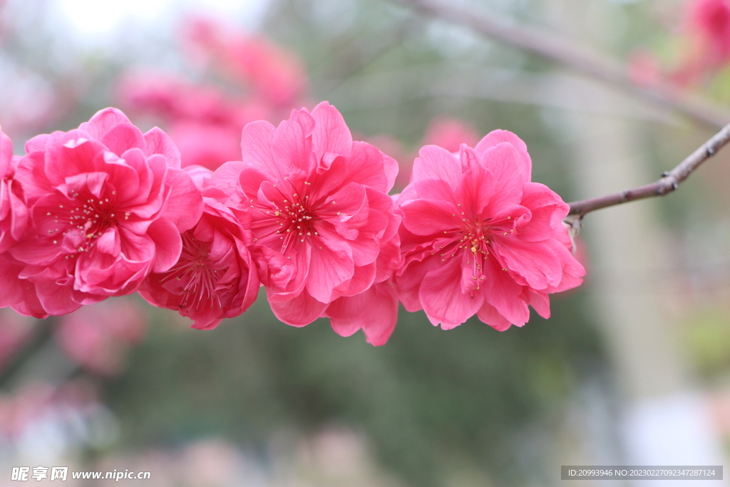 桃花