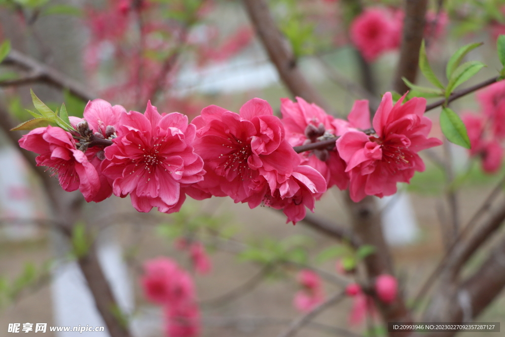 桃花