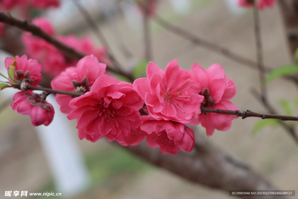 桃花