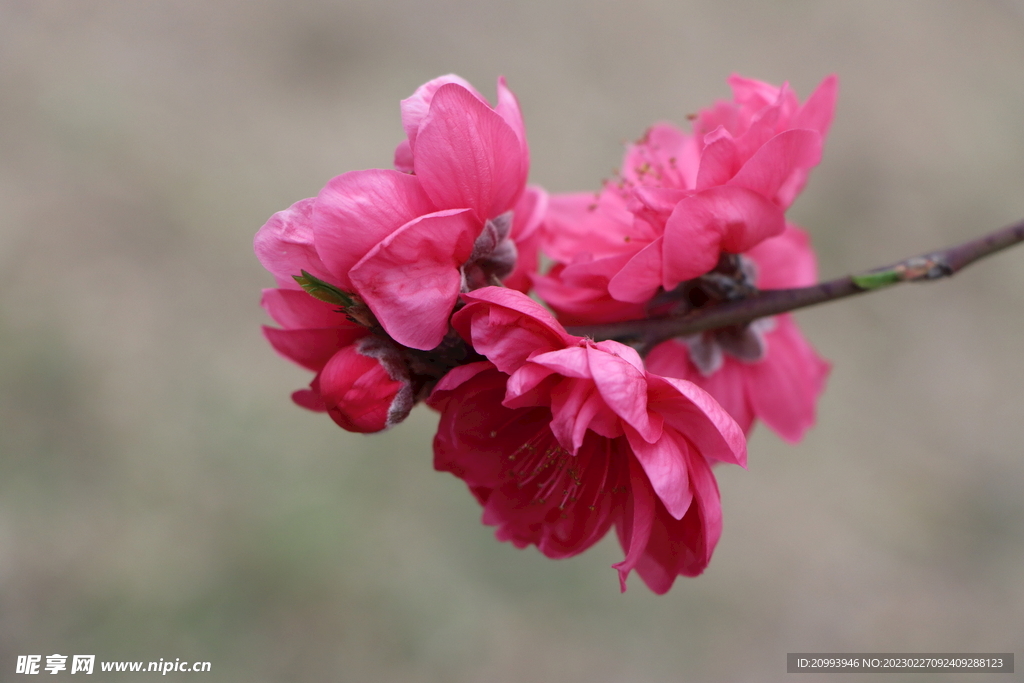 桃花