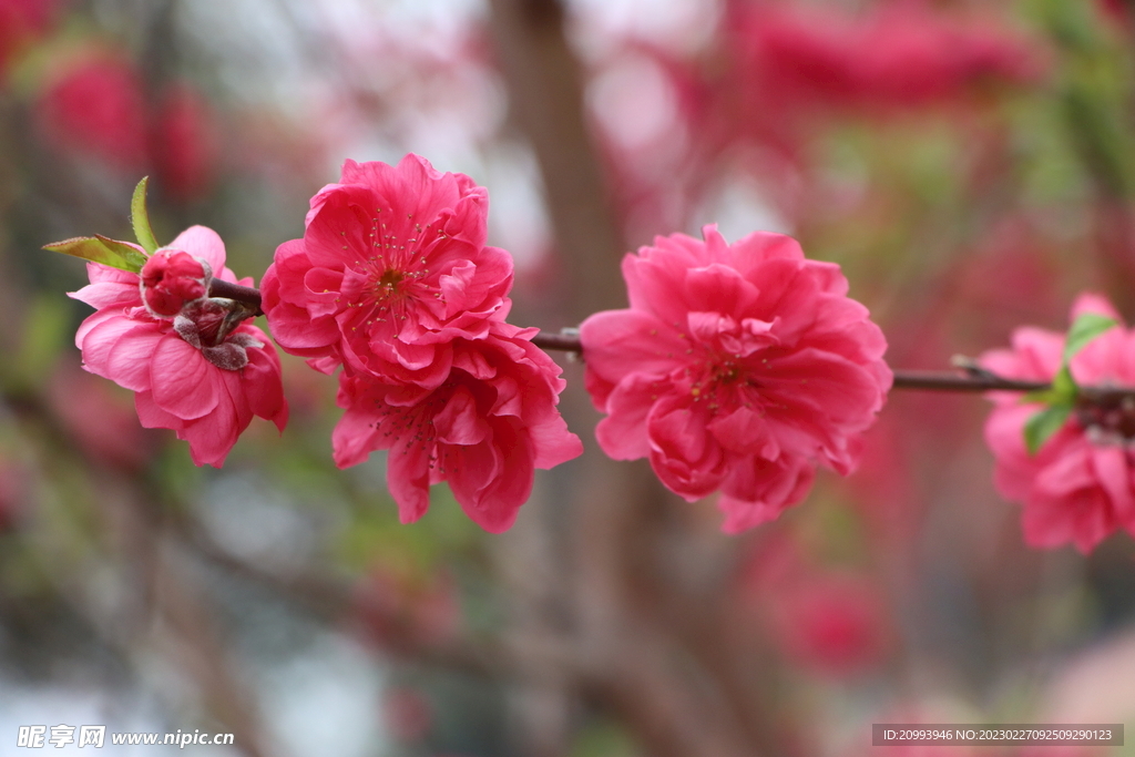 桃花