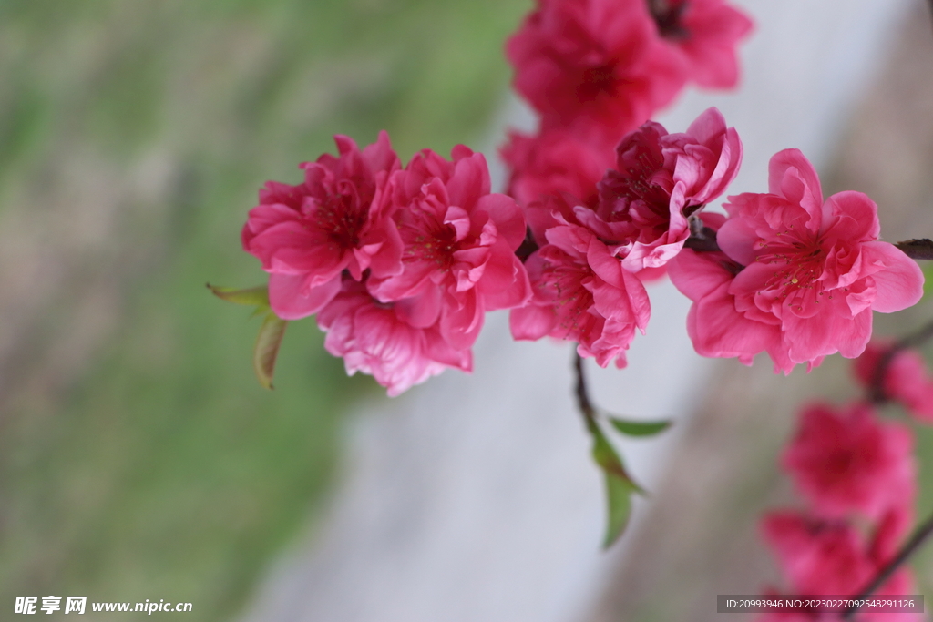 桃花