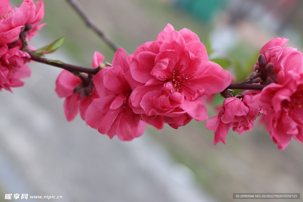 桃花