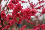 桃花盛开
