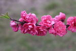 桃花枝