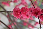 桃花盛开