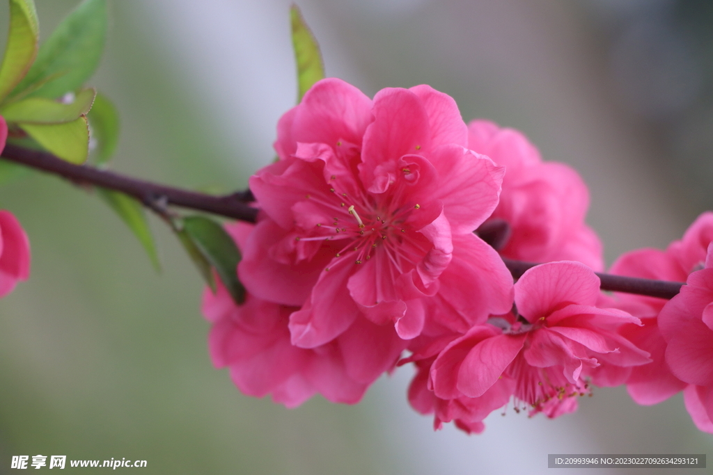 桃花