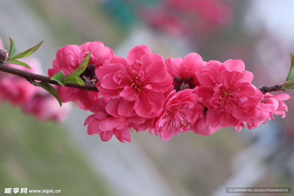 桃花
