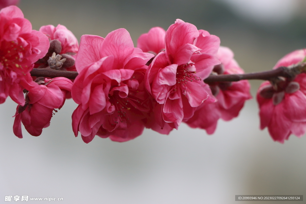 桃花