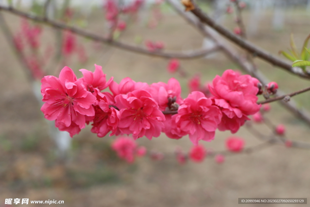 桃花