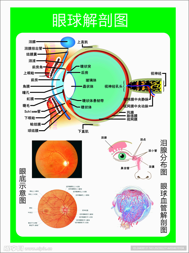 眼球解剖图