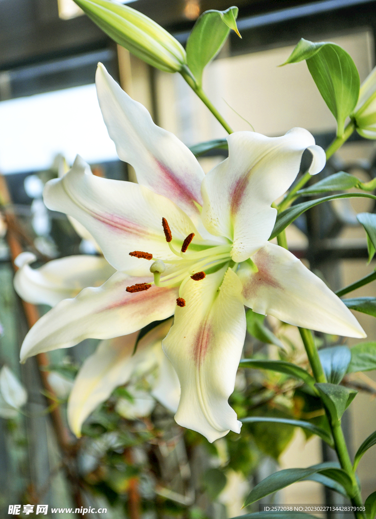 芳芬百合香