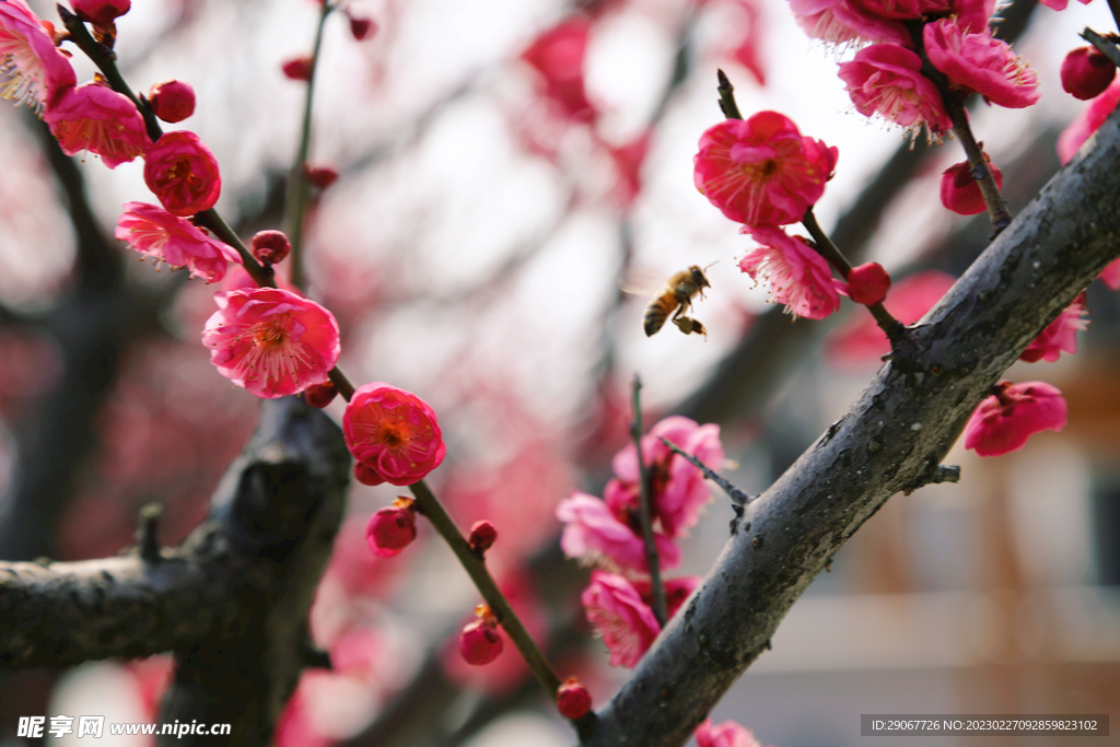 蜜蜂采蜜忙